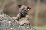 MALINOIS 1033